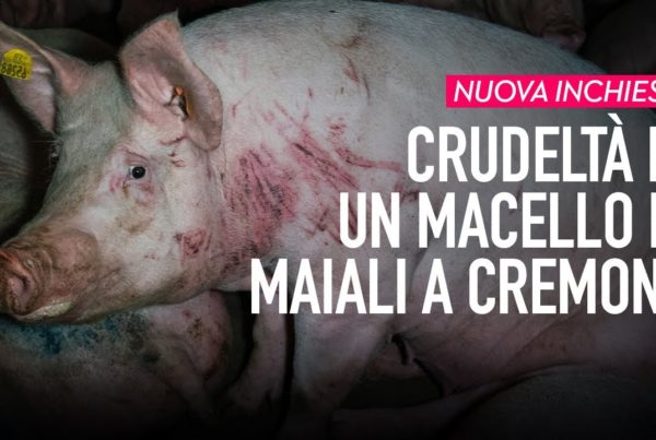 Cruelty in a slaughterhouse in Cremona – Animal Equality