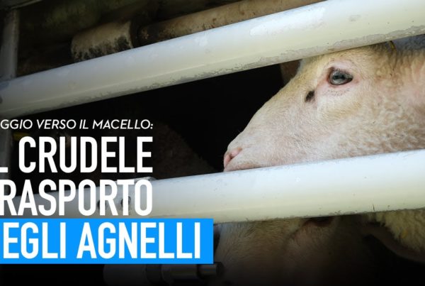 Trasporto di animali vivi: l’inferno degli agnelli sui camion dall’Est Europa all’Italia